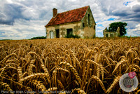 2nd_ron_smith_french_wheat-crop-