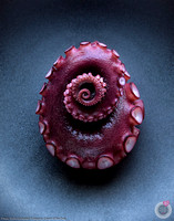 colin_campbell_octopus_tentacle