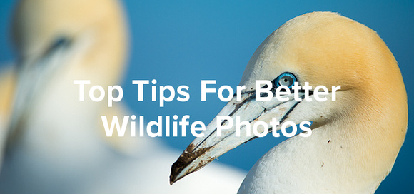 5 Top Tips For Better Wildlife Photos (Header)